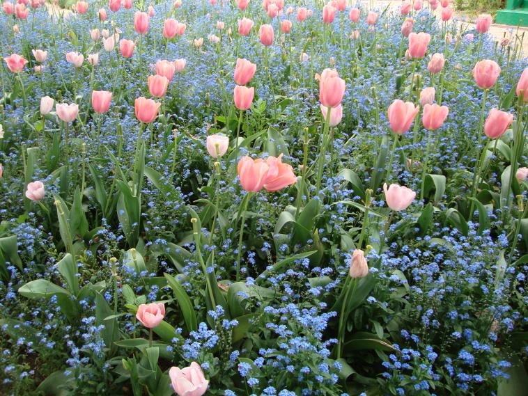 Dans le jardin de Monet  Giverny