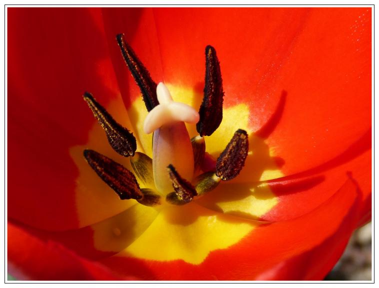 Au coeur de la tulipe